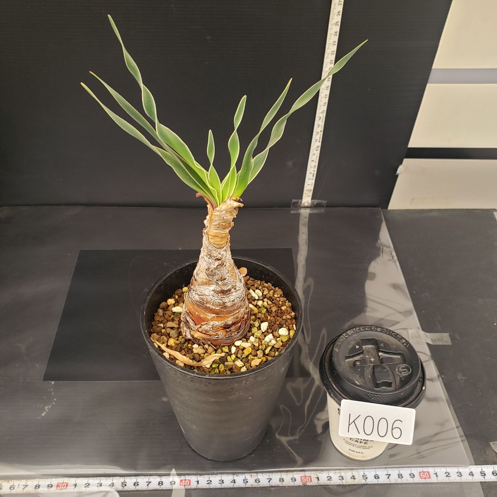 K006【自社養生株】ブーファン ディスティチャ（現地球・発根株