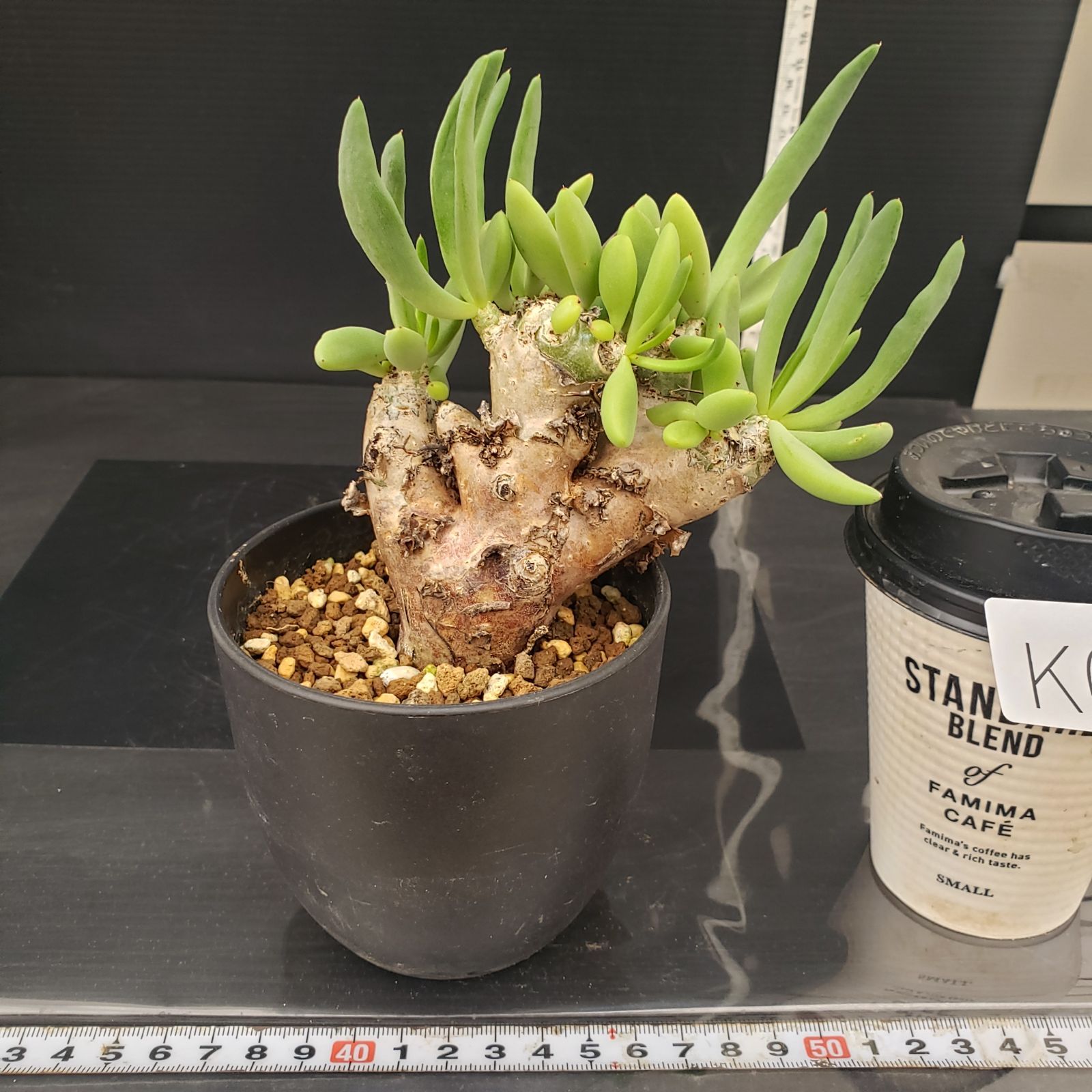 産地つき　レア)オトンナ　チレコドン　塊根色々8種1個ずつセット CATEGORY チレコドン | RAFLUM / ラフラム｜東京、大阪の塊根植物