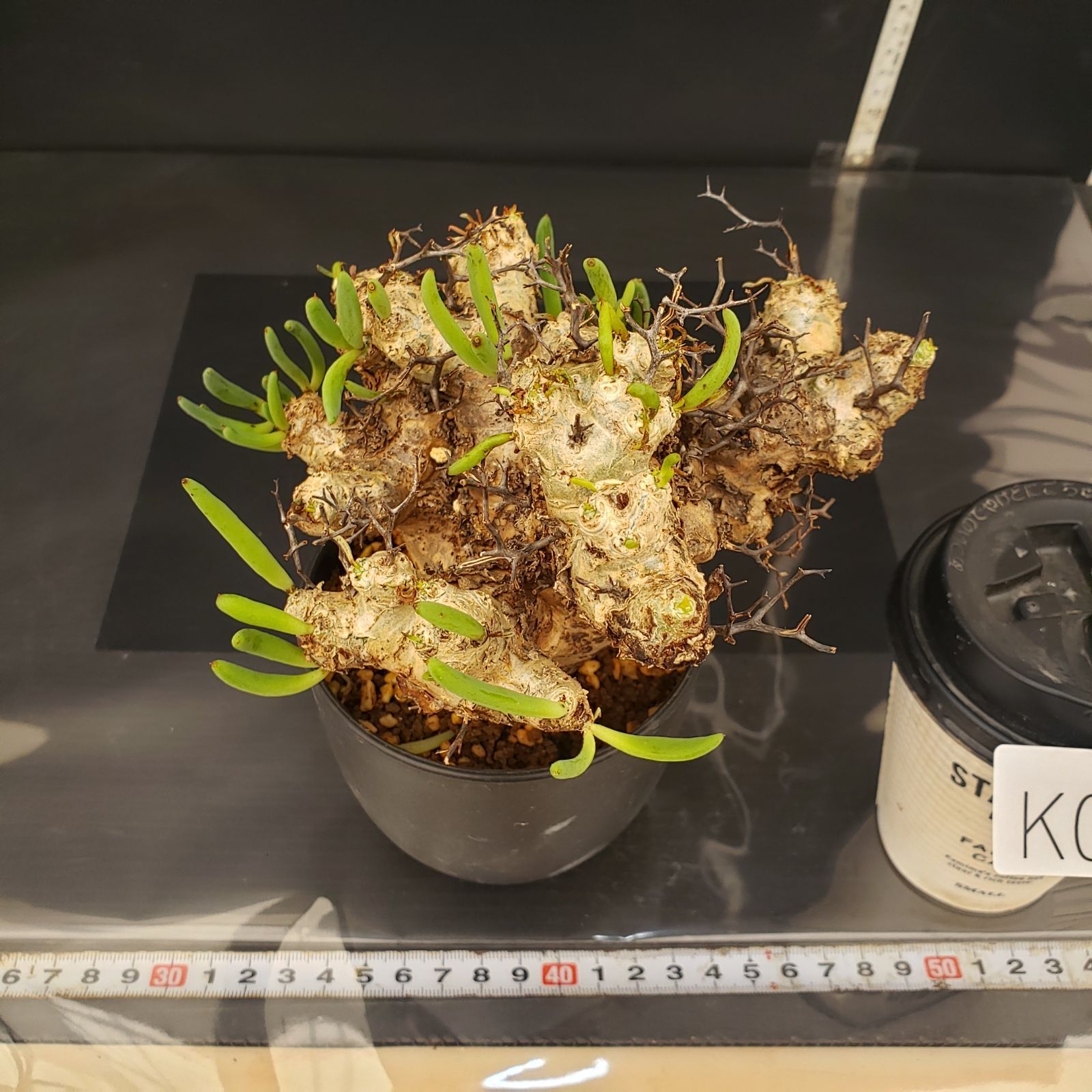 万物想　チレコドン　レティキュラータス 現地球　塊根植物 K025【自社養生株】チレコドン レティキュラータス 万物想（現地球・発