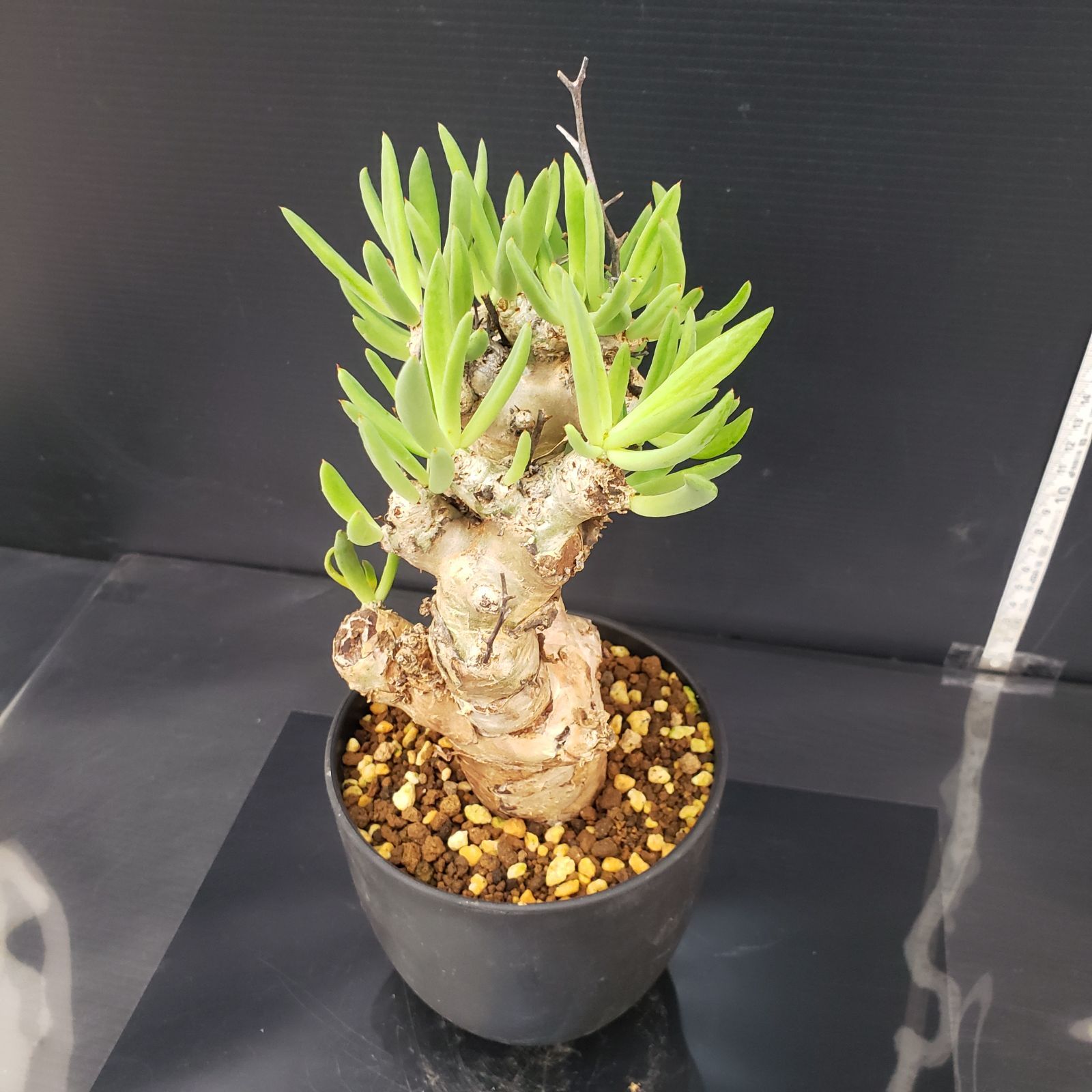 K026【自社養生株】チレコドン レティキュラータス 万物想（現地球・発