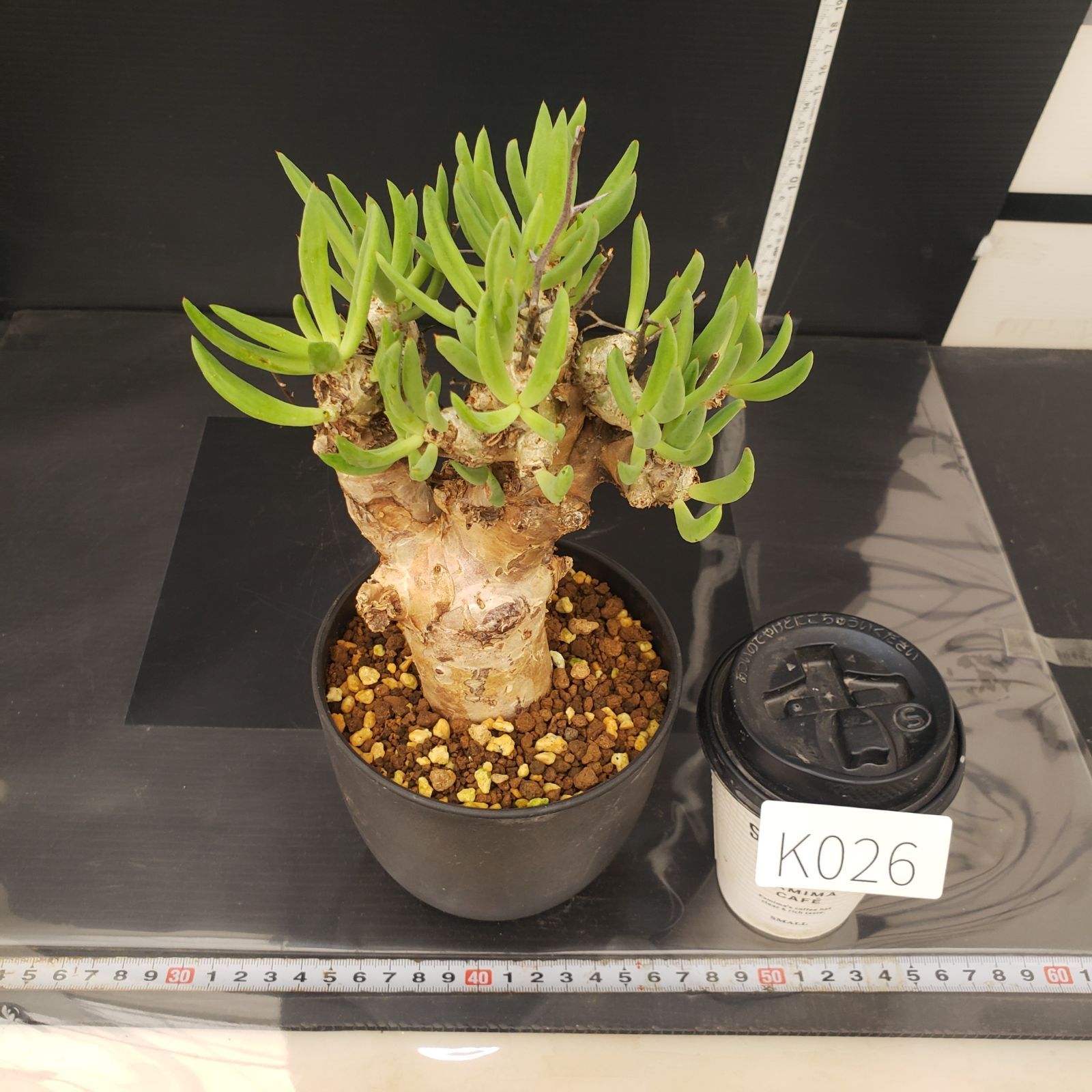 万物想　チレコドン　レティキュラータス 現地球　塊根植物 K026【自社養生株】チレコドン レティキュラータス 万物想（現地球・発