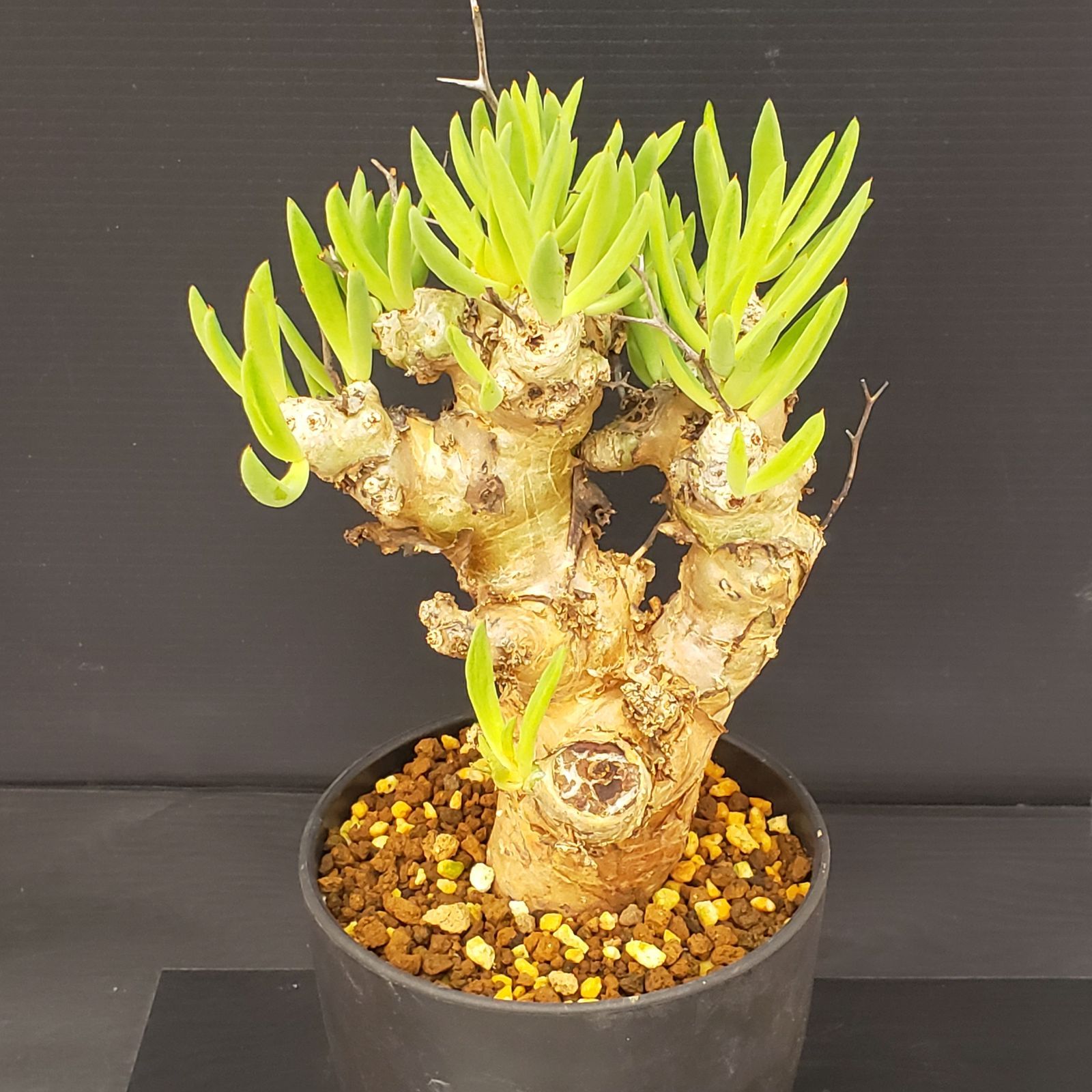 K026【自社養生株】チレコドン レティキュラータス 万物想（現地球・発