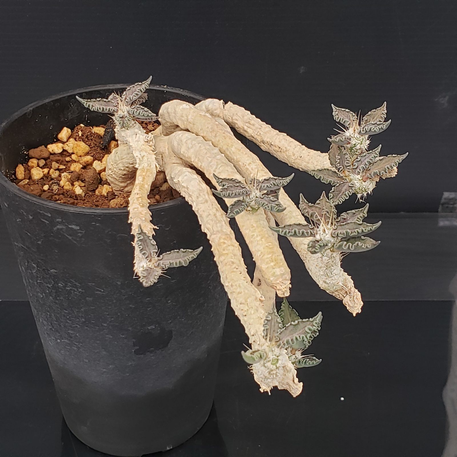 K031【自社養生株】ユーフォルビア トゥレアレンシス（挿し木・発根