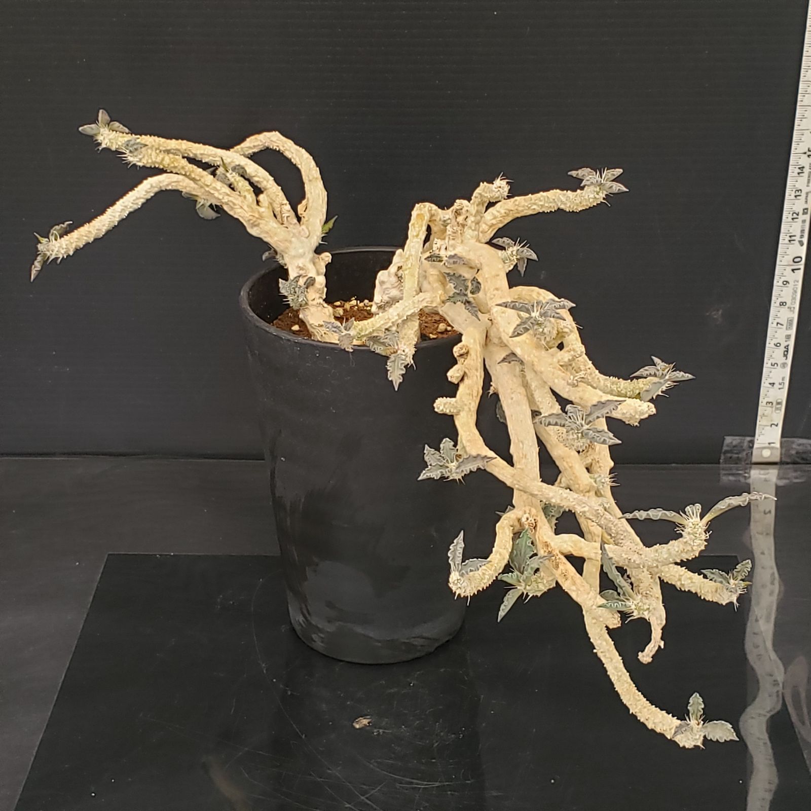 K032【自社養生株】ユーフォルビア トゥレアレンシス（挿し木・発根