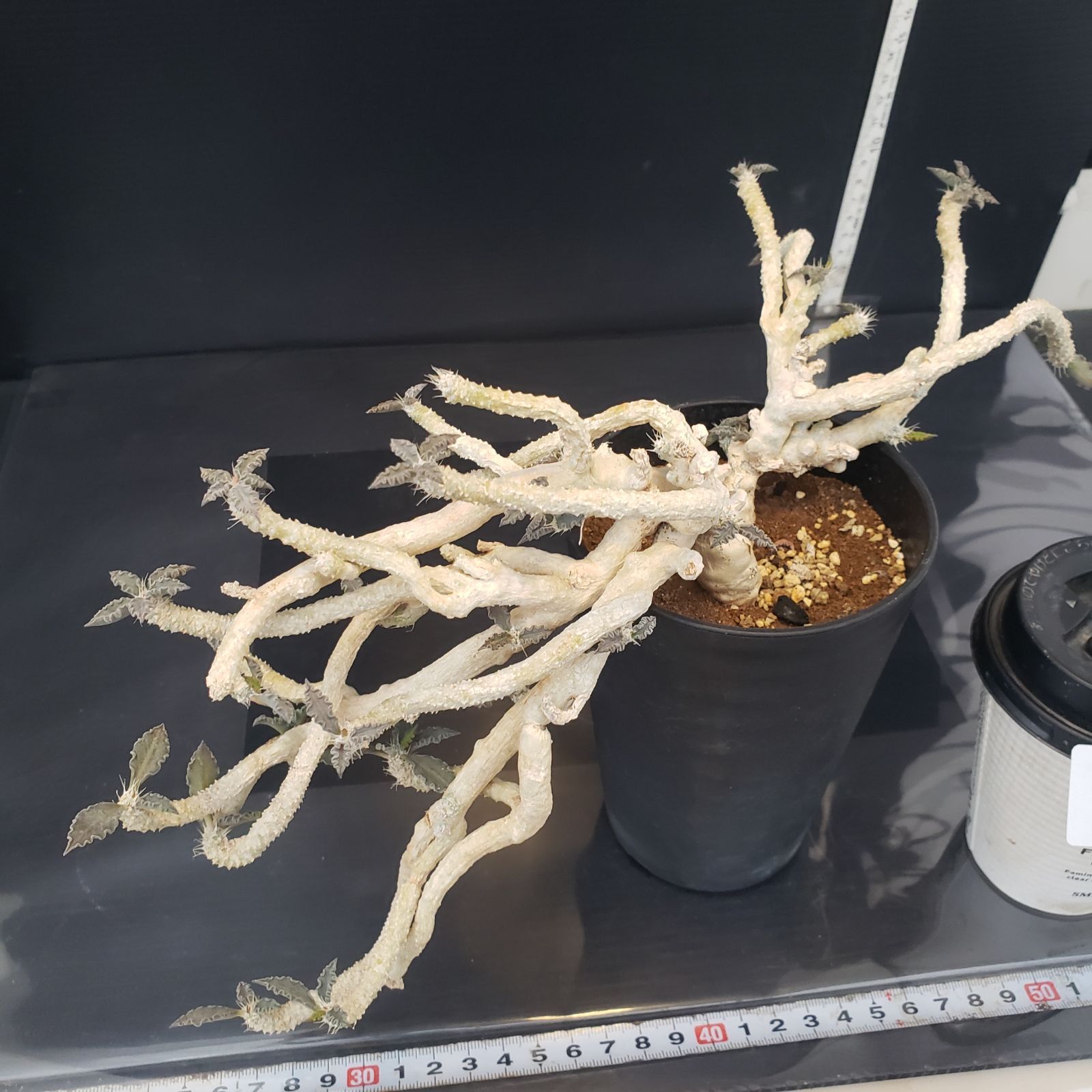 ユーフォルビア　アルブスクラ　良型　挿木　発根済みコーデックス　塊根植物 ユーフォルビア アルブスクラ 良型 挿木 発根済みコーデックス 塊根