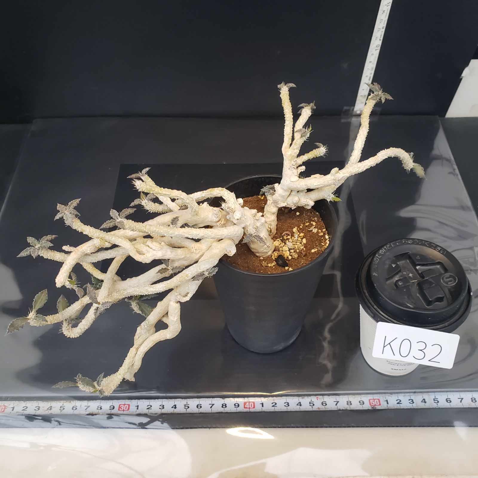 K032【自社養生株】ユーフォルビア トゥレアレンシス（挿し木・発根