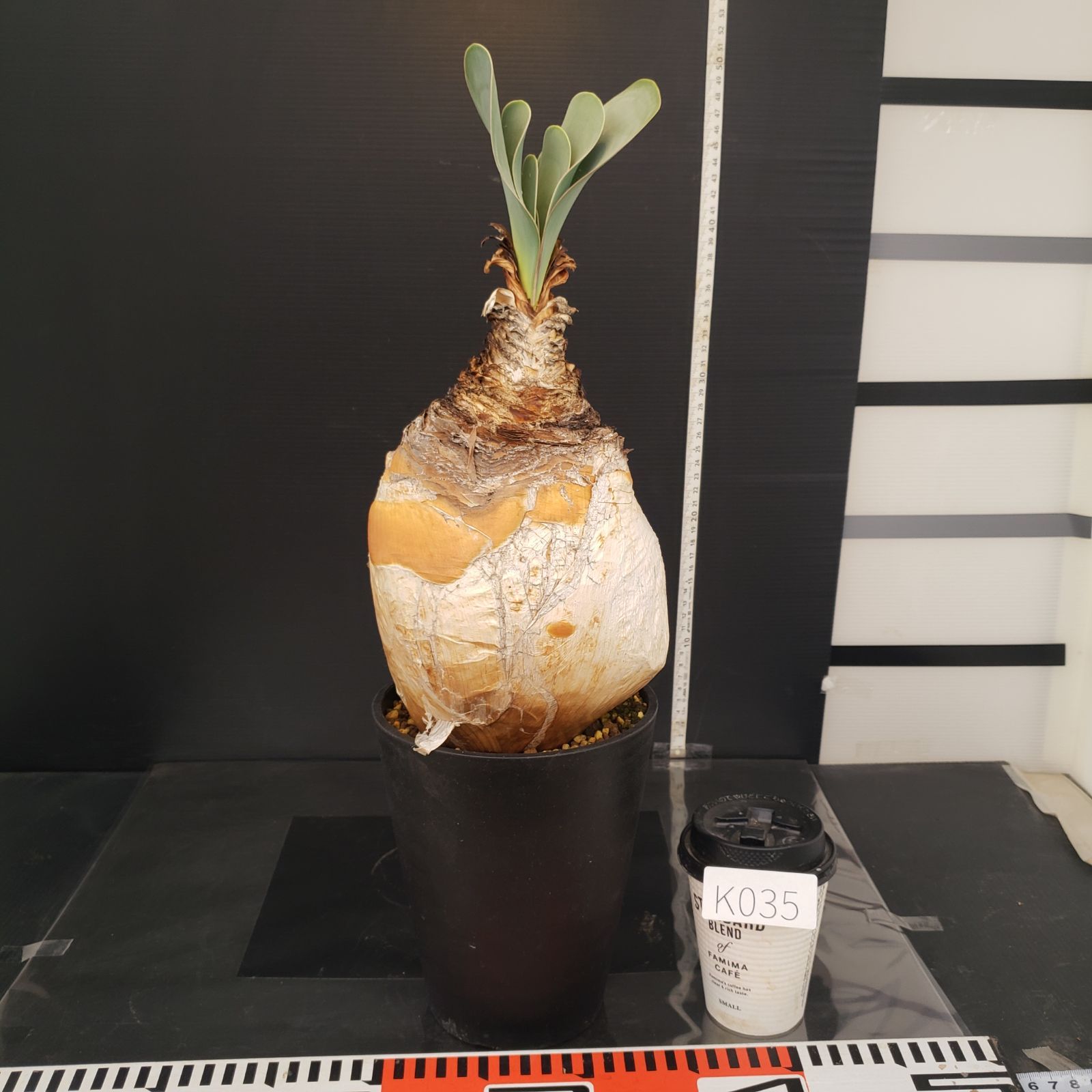 K035【自社養生株】ブーファン ハエマンソイデス（現地球・発根株