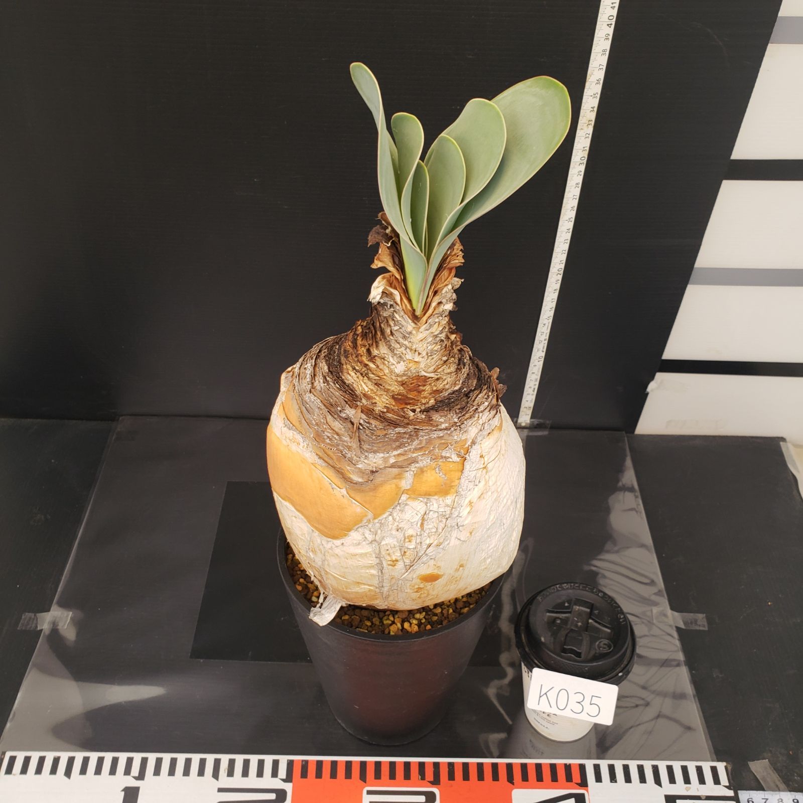 セ*道様 K14「球根植物」ブーファン ハエマンソイデス 産地株 20株 ブーファン ハエマンソイデス 