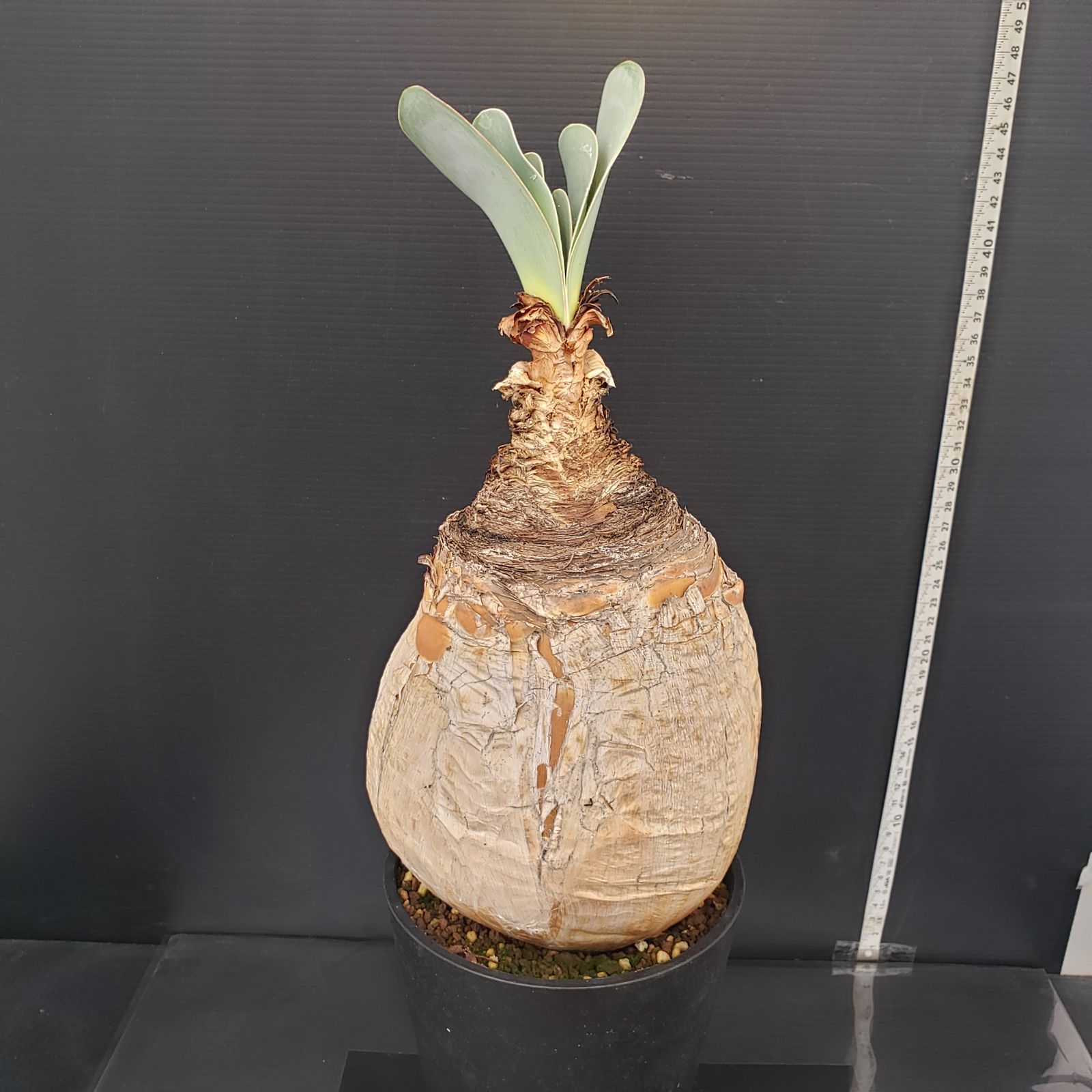 セ*道様 K14「球根植物」ブーファン ハエマンソイデス 産地株 20株 ブーファン ハエマンソイデス 