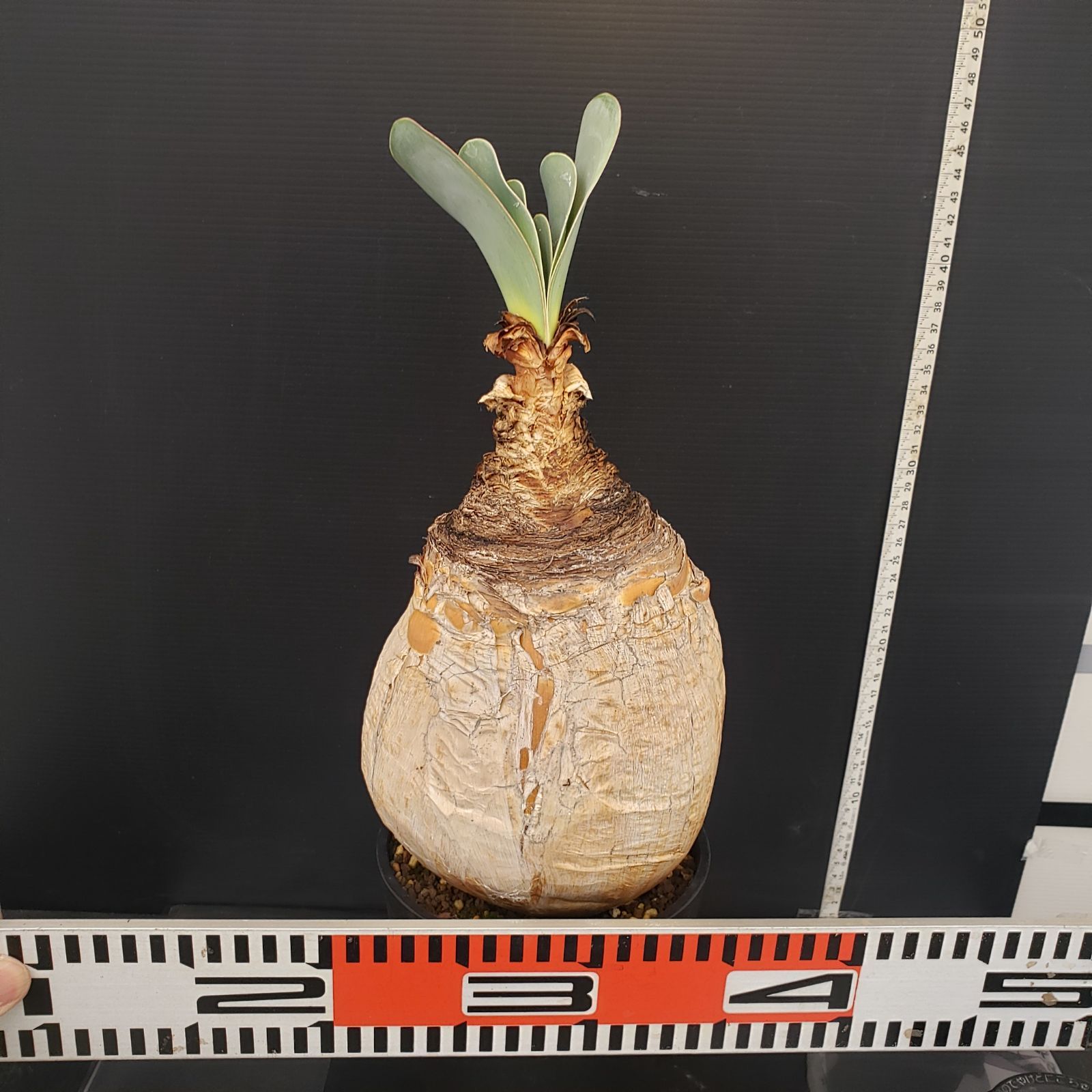 K035【自社養生株】ブーファン ハエマンソイデス（現地球・発根株