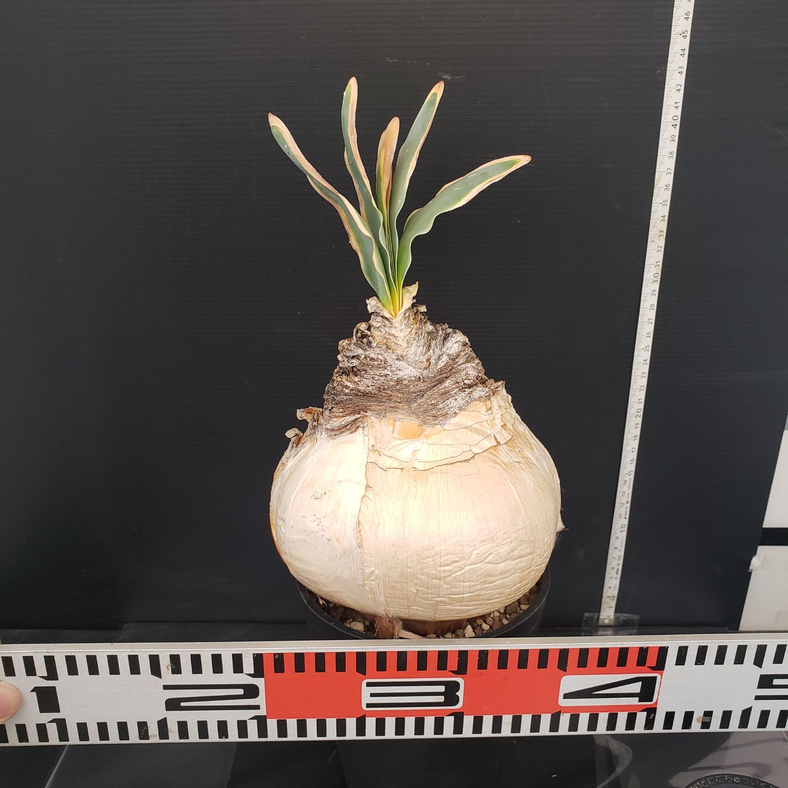 K036【自社養生株】ブーファン ハエマンソイデス（現地球・発根株