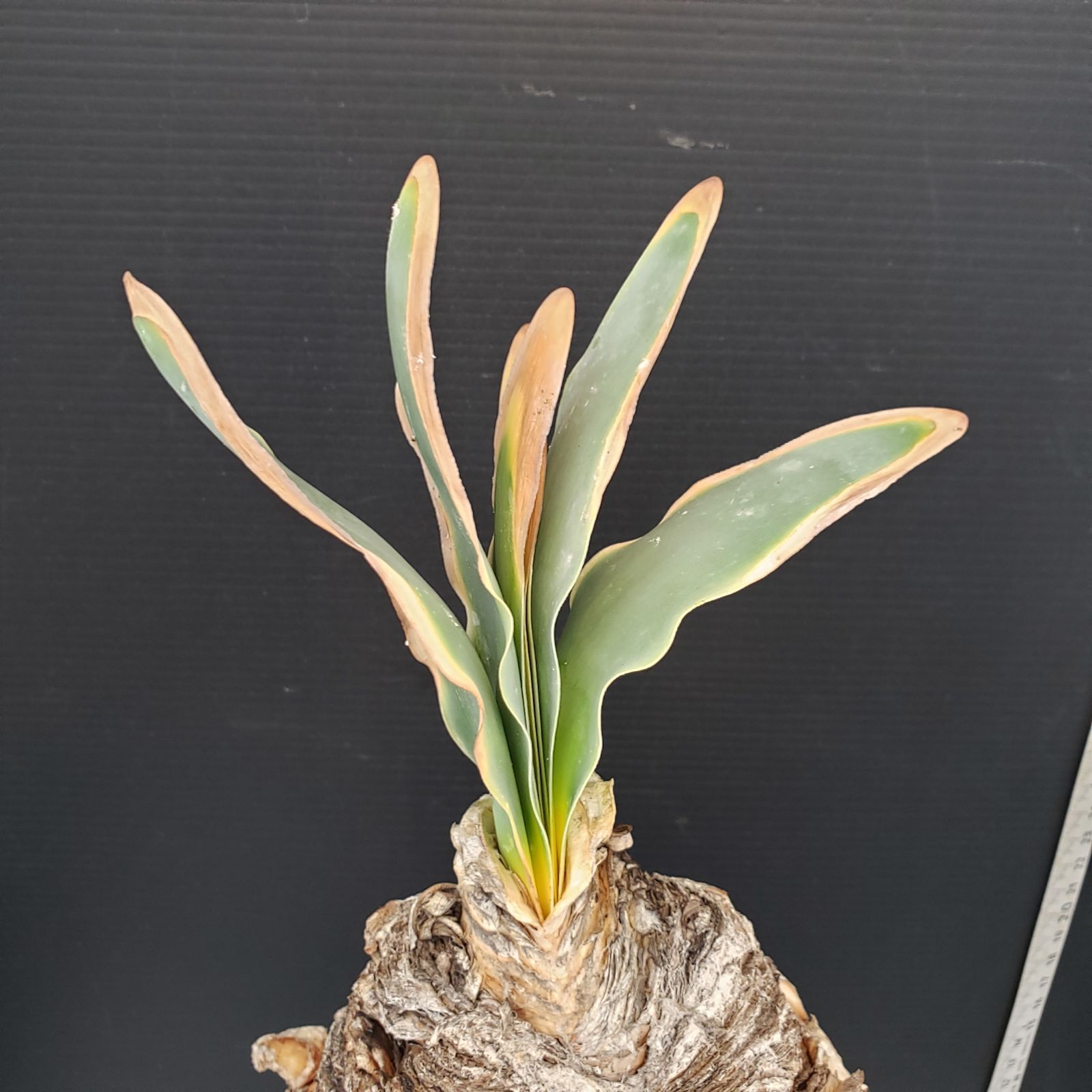 K036【自社養生株】ブーファン ハエマンソイデス（現地球・発根株