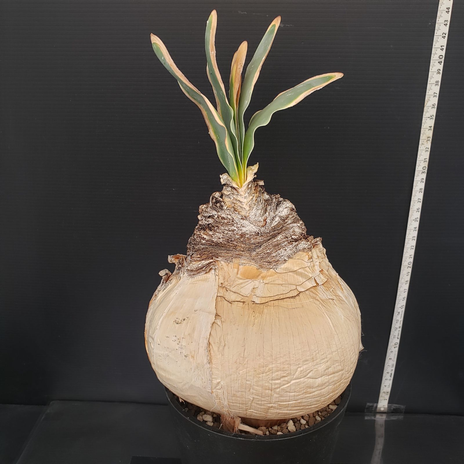 K036【自社養生株】ブーファン ハエマンソイデス（現地球・発根株