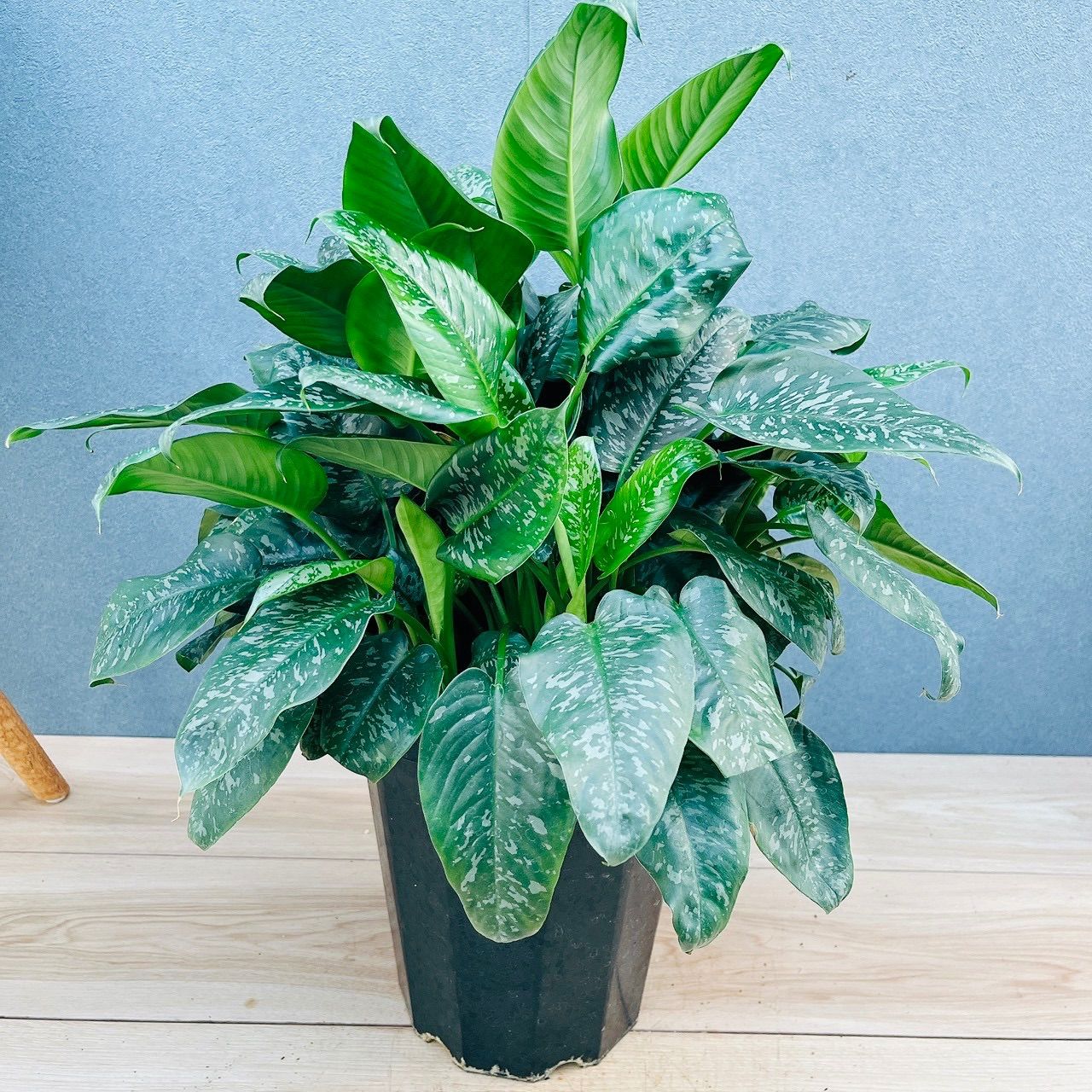 現品 珍しい 21番 スキスマトグロッティス スコルテクニー 8号 おしゃれ 斑入り かわいい