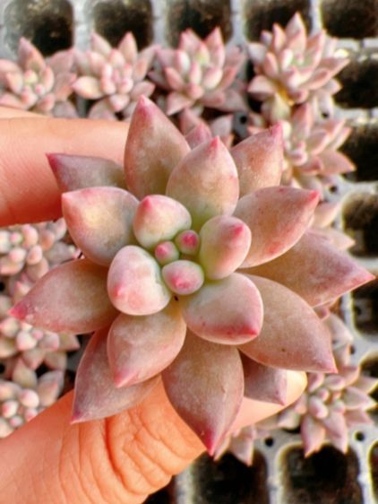 グビジン X323×105苗 土付き 新入荷 多肉植物 詰め合わせ エケベリア