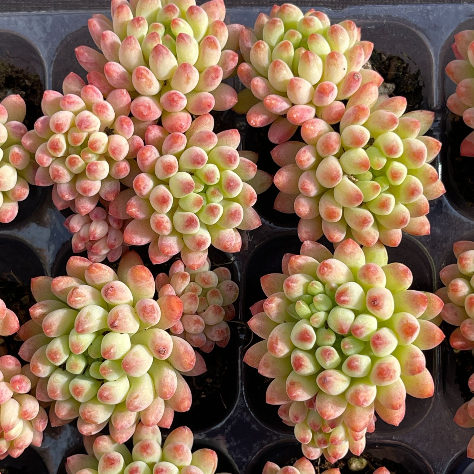 韓国苗　多肉植物　超特大 エケベリア　年末年始ギフト　18苗セット【SP1】 韓国苗 多肉植物 超特大 エケベリア 年末年始ギフト 18苗セット【SP1】