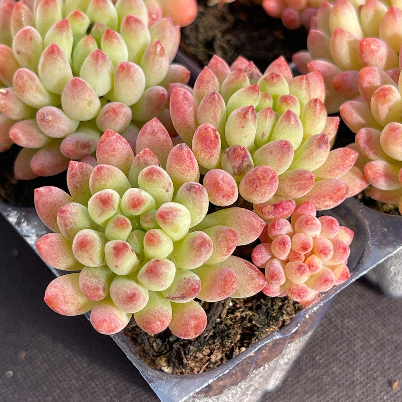 初心者向け！花火 16苗セット 土と根付き 第四種郵便で発送 多肉植物