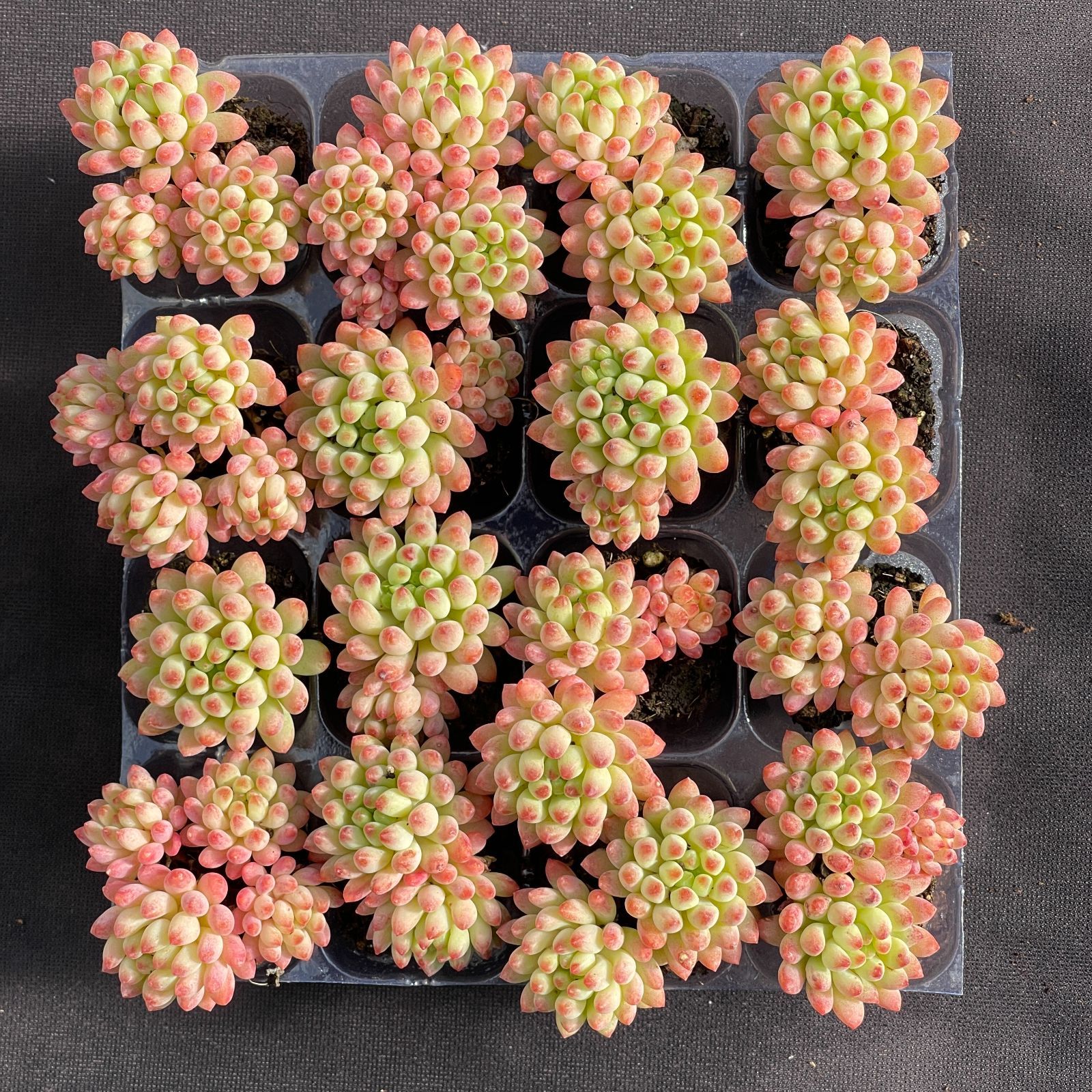 初心者向け！花火 16苗セット 土と根付き 第四種郵便で発送 多肉植物