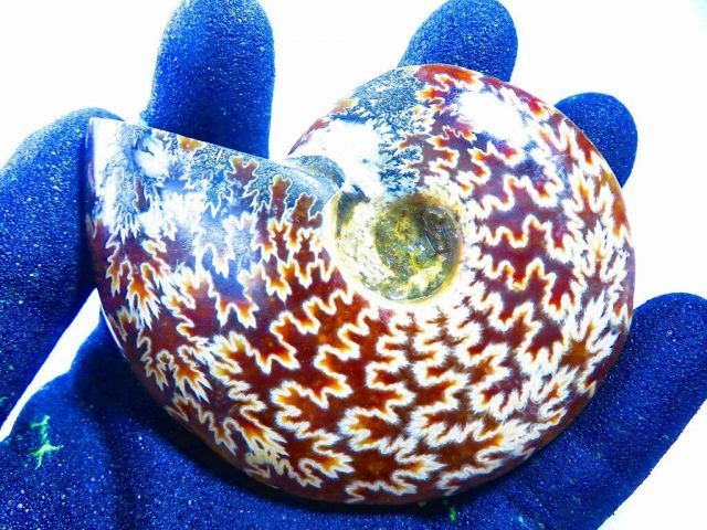 数万個の中の一個☆天然マダガスカル産 ☆ 縫合線オパールアンモナイト