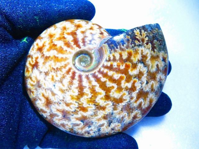 数万個の中の一個☆天然マダガスカル産 ☆ 縫合線オパールアンモナイト