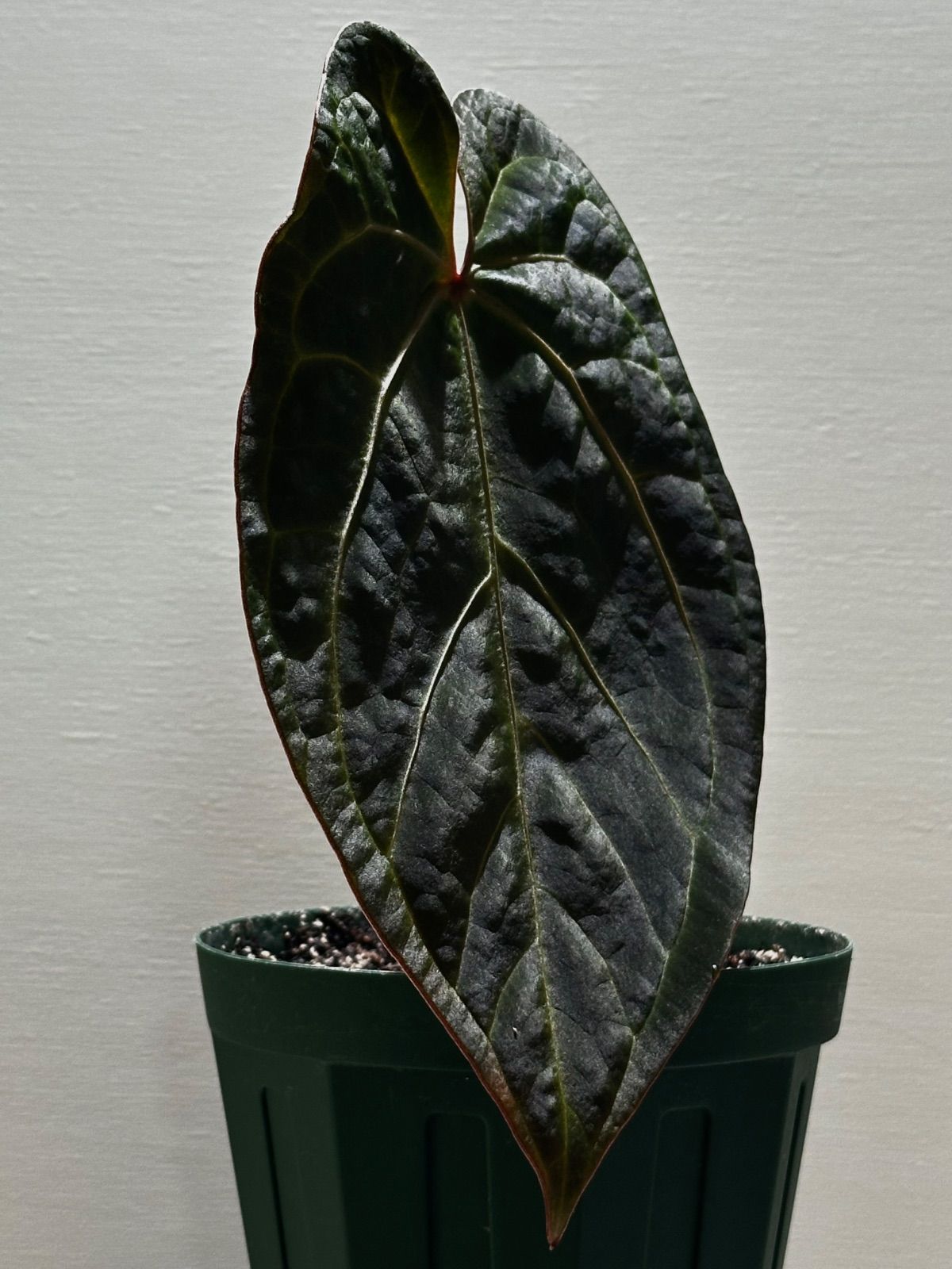aroidplus Newリリース Anthurium Spadesdrum Hybrid F 1苗 東京産実生株 室内育成