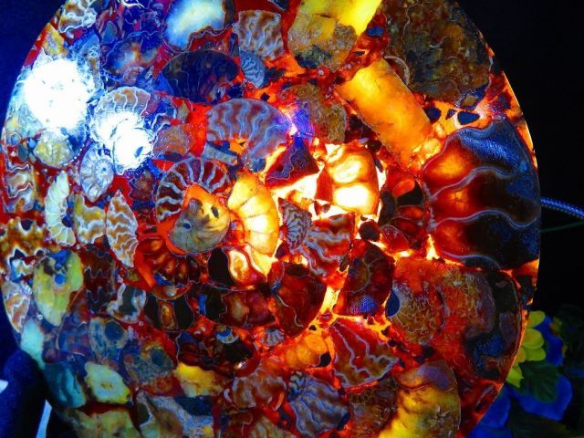 マダガスカル産　縫合糸　アンモナイト　化石　特大型　ハイクオリティ マダガスカル産 縫合糸 アンモナイト 化石 特大型 ハイクオリティ