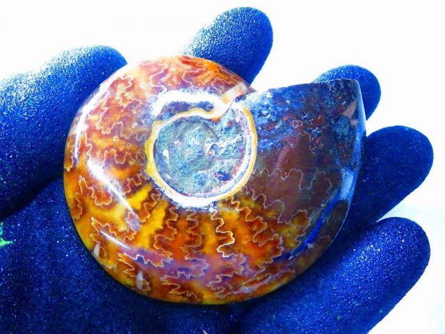 数万個の中の一個☆天然マダガスカル産 ☆ 縫合線オパールアンモナイト