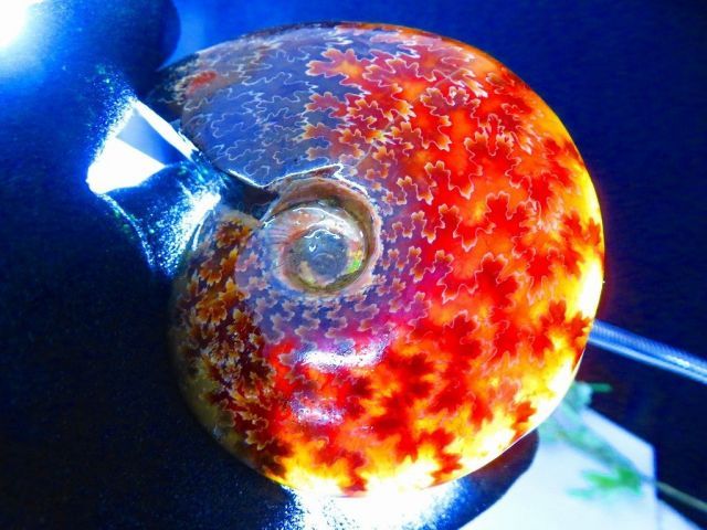 数万個の中の一個☆天然マダガスカル産 ☆ 縫合線オパールアンモナイト