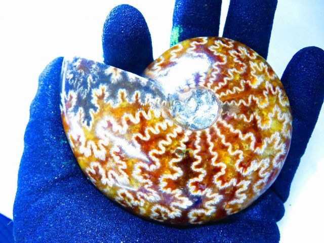 新品 マダガスカルのアンモナイト化石　超大　本物希少 共生タイプ　貴重品　置物 マダガスカル産 アンモナイト化石（クリオニセラス）裁断 スライス 超