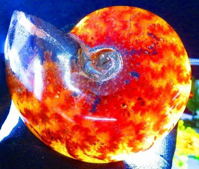 数万個の中の一個☆天然マダガスカル産 ☆ 縫合線オパールアンモナイト