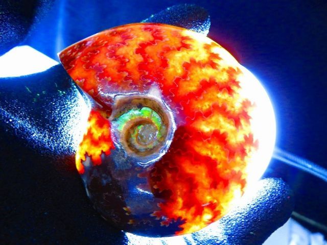 菊石 天然マダガスカル産 ★ 縫合線オパールアンモナイト 化石標本 天然石 数万個の中の一個☆天然マダガスカル産 ☆ 縫合線オパールアンモナイト