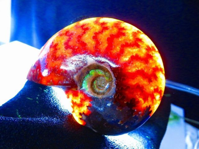 数万個の中の一個☆天然マダガスカル産 ☆ 縫合線オパールアンモナイト