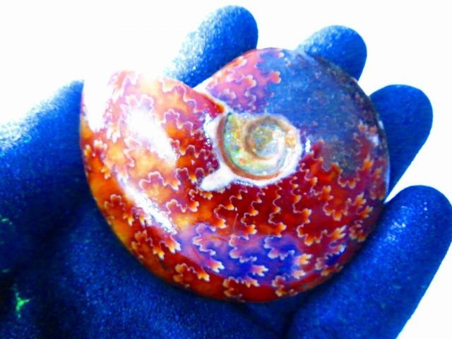 数万個の中の一個☆天然マダガスカル産 ☆ 縫合線オパールアンモナイト