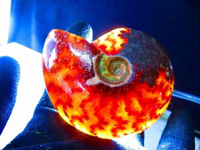 数万個の中の一個☆天然マダガスカル産 ☆ 縫合線オパールアンモナイト