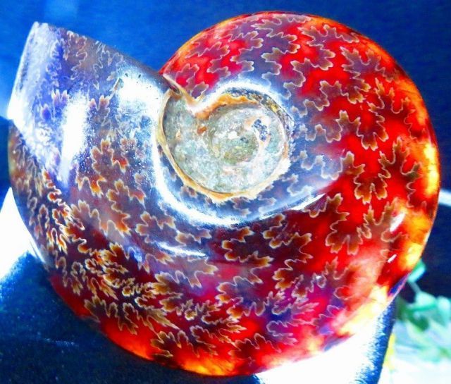 数万個の中の一個☆天然マダガスカル産 ☆ 縫合線オパールアンモナイト