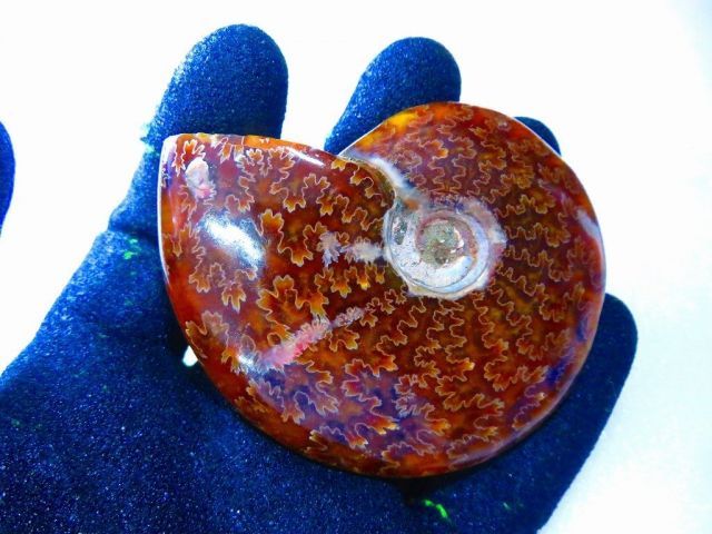 数万個の中の一個☆天然マダガスカル産 ☆ 縫合線オパールアンモナイト