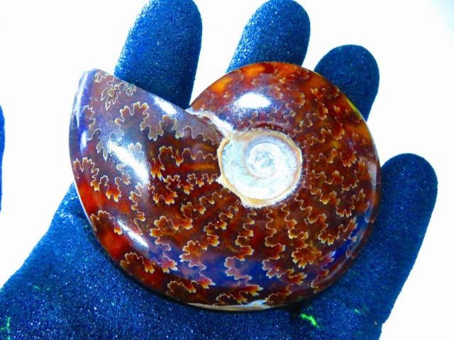 大型マダガスカル産 アンモナイト 化石 縫合線付 数万個の中の一個☆天然マダガスカル産 ☆ 縫合線オパールアンモナイト