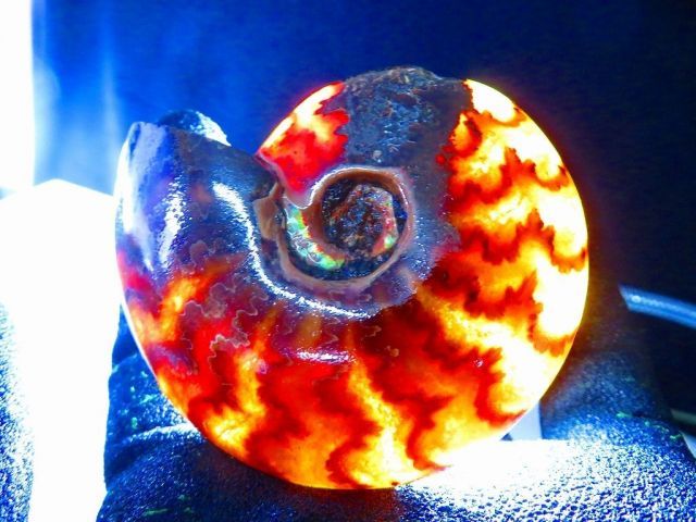 数万個の中の一個☆天然マダガスカル産 ☆ 縫合線オパールアンモナイト