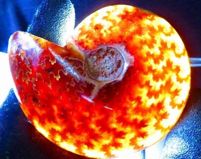 数万個の中の一個☆天然マダガスカル産 ☆ 縫合線オパールアンモナイト