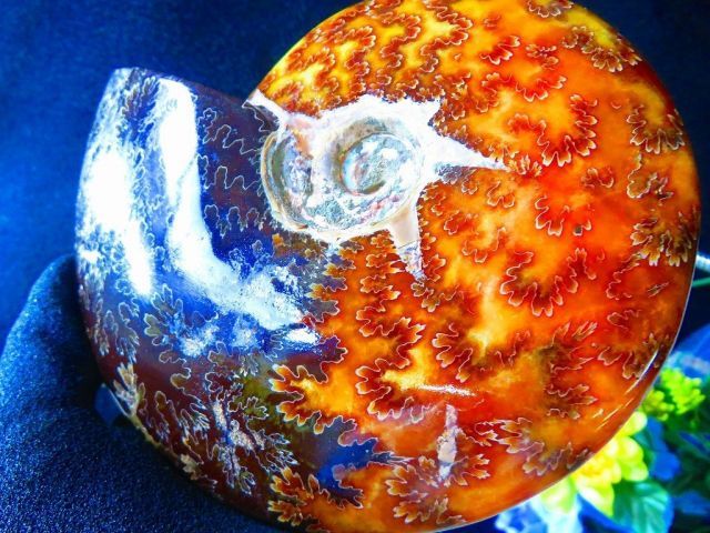 数万個の中の一個☆天然マダガスカル産 ☆ 縫合線オパールアンモナイト