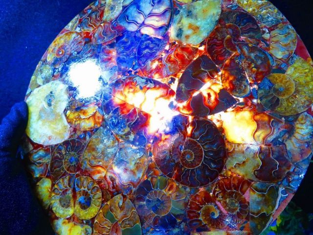 大型マダガスカル産 アンモナイト 化石 縫合線付 数万個の中の一個☆天然マダガスカル産 ☆ 縫合線オパールアンモナイト