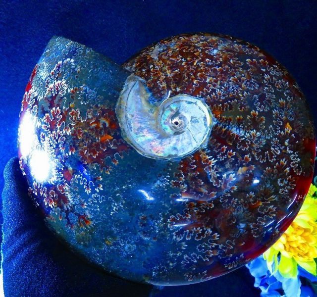 数万個の中の一個☆天然マダガスカル産 ☆ 縫合線オパールアンモナイト