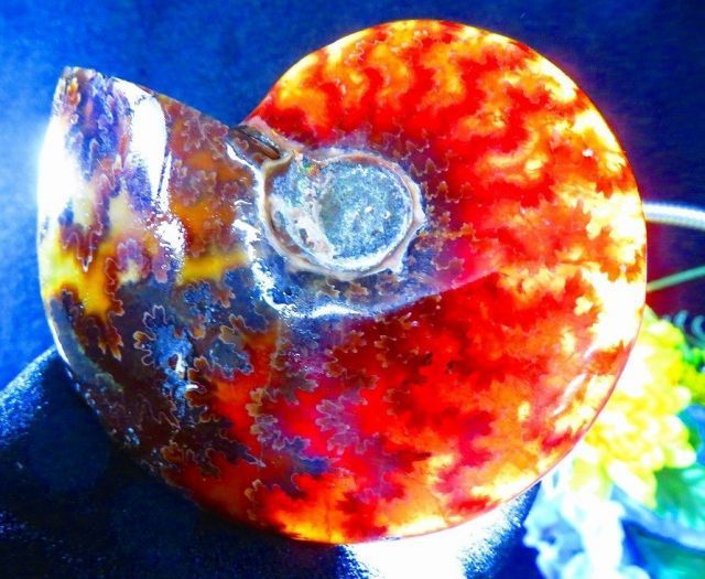 数万個の中の一個☆天然マダガスカル産 ☆ 縫合線オパールアンモナイト