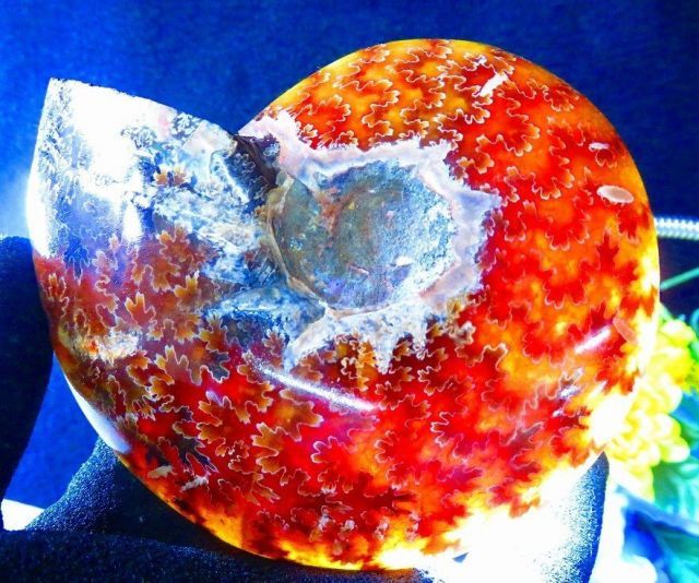 数万個の中の一個☆天然マダガスカル産 ☆ 縫合線オパールアンモナイト