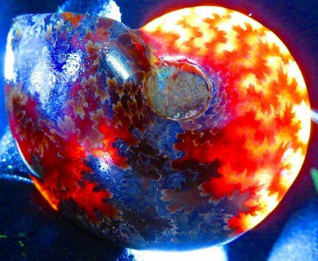 マダガスカル産　縫合糸　アンモナイト　化石　特大型　最高位 マダガスカル産縫合糸アンモナイト化石特大型最高位