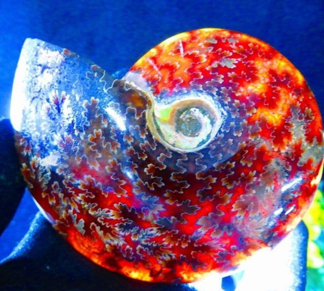 数万個の中の一個☆天然マダガスカル産 ☆ 縫合線オパールアンモナイト