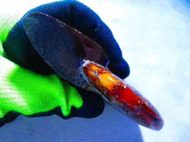 数万個の中の一個☆天然マダガスカル産 ☆ 縫合線オパールアンモナイト