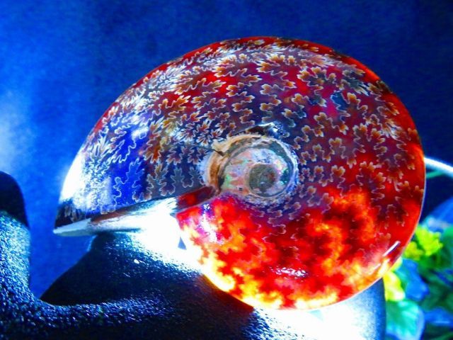 数万個の中の一個☆天然マダガスカル産 ☆ 縫合線オパールアンモナイト