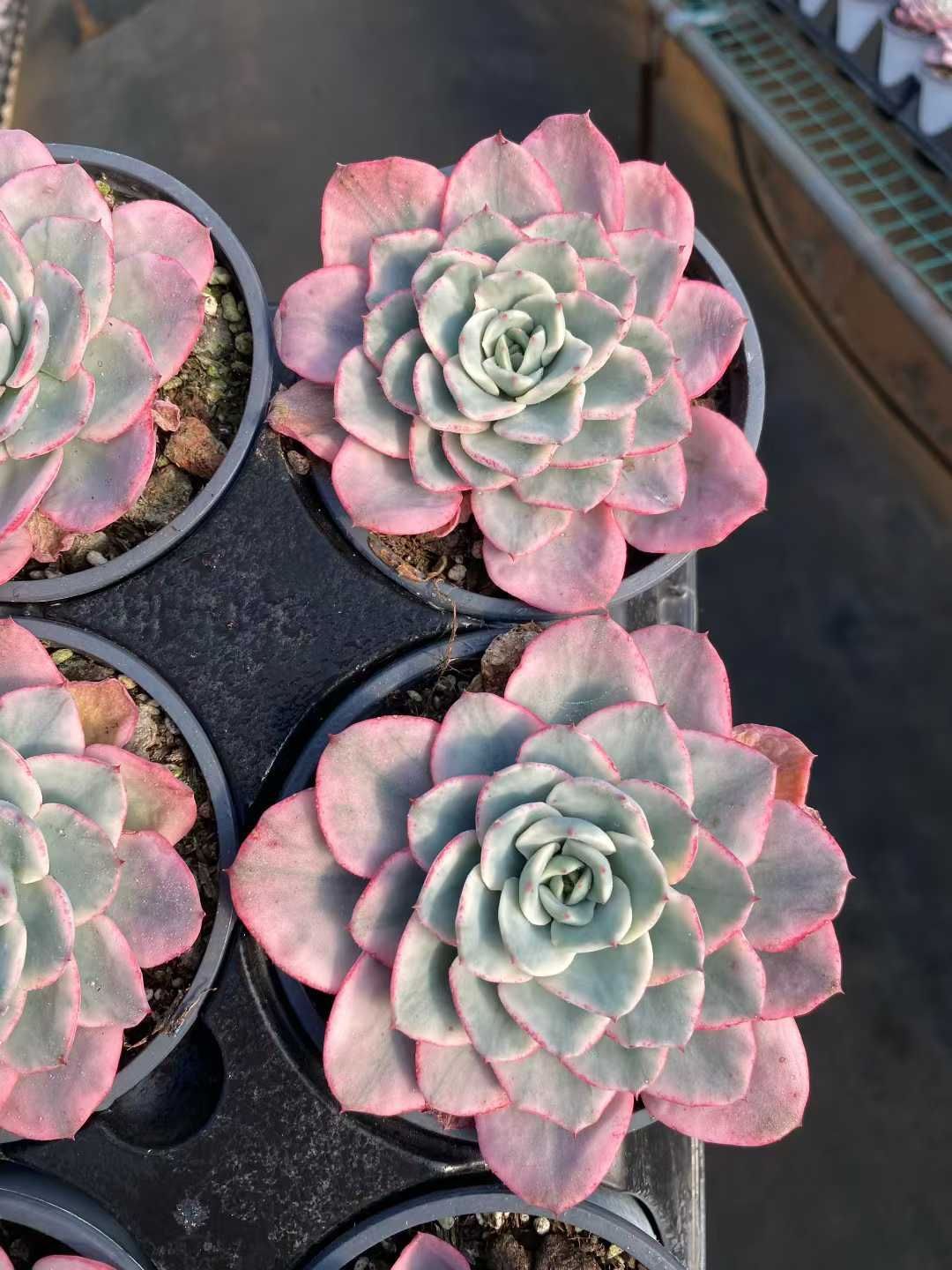 18株の抜き苗セット】アトランティス錦（大苗） 多肉植物 佐川急便発送