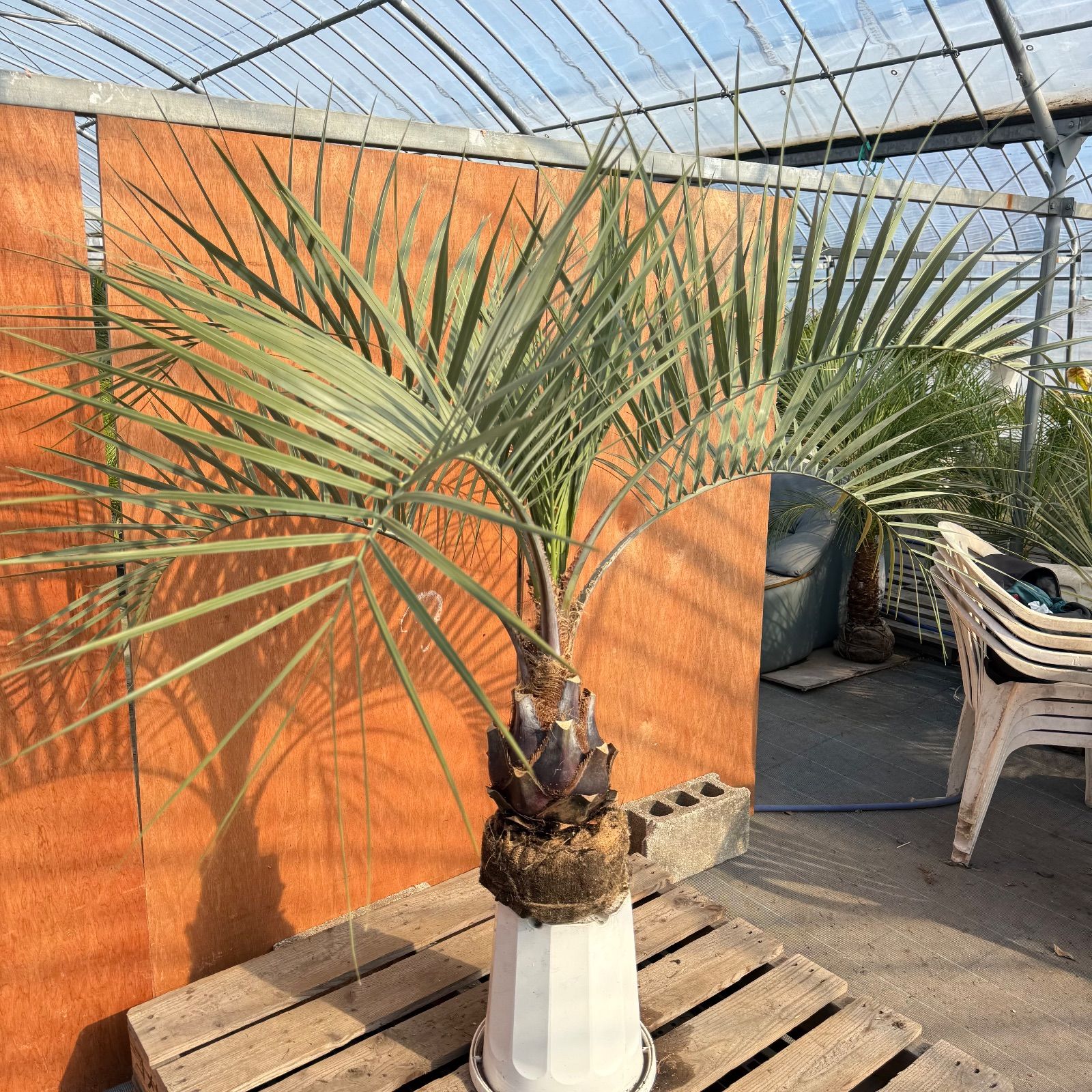 お庭がリゾートに🌴ココスヤシ【幹太70cm／葉先120cm】シルバーリーフ